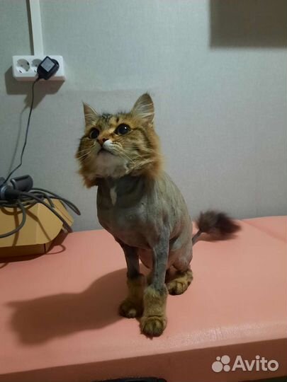 Йоркширский терьер