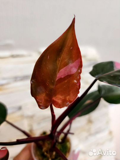 Филодендрон Розовая Принцесса