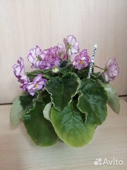 Фиалка листики