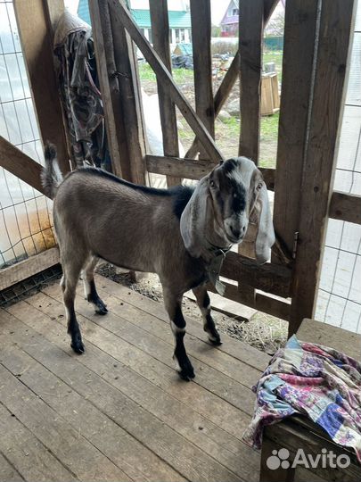 Козел нубийской породы на мясо или племя
