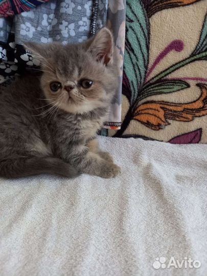 Котята экзоты