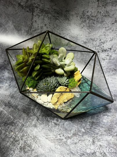 8 марта/Суккуленты/Готовые флорариумы