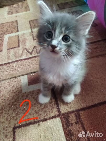 Котята в добрые руки