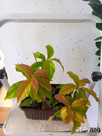 Переския годсеффа, монстера, традесканция, зимиак