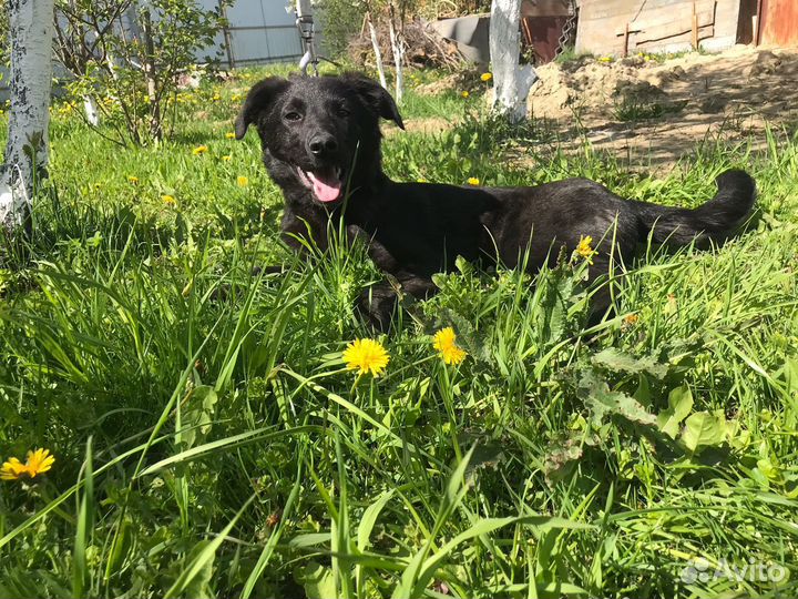 Собака в добрые руки отдам бесплатно 6 мес