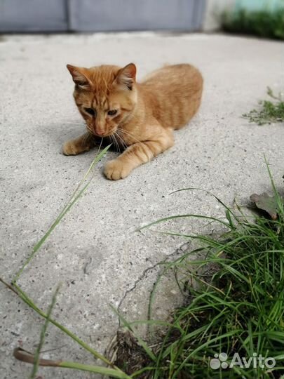 Рыжее счастье в поисках доброты