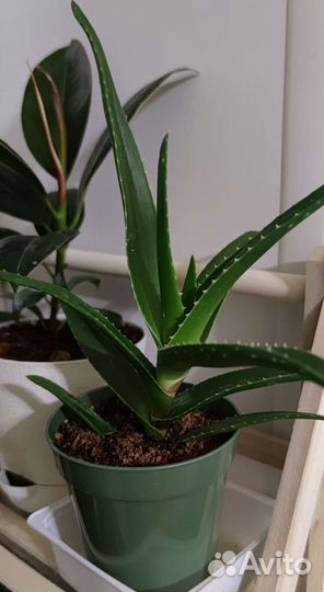 Суккуленты, алоэ