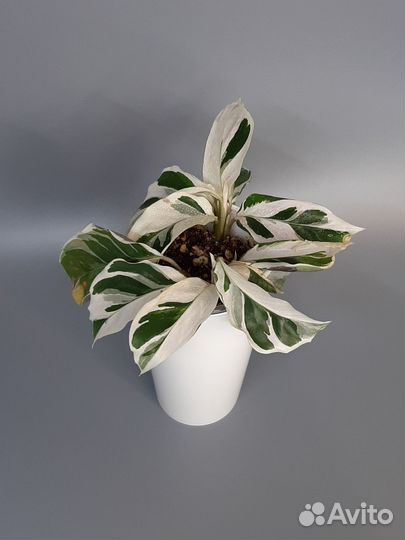 Комнатные цветы 2