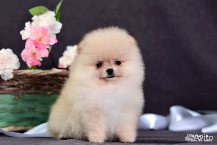 Померанский шпиц