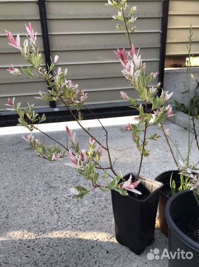 Растения многолетние для вашего сада