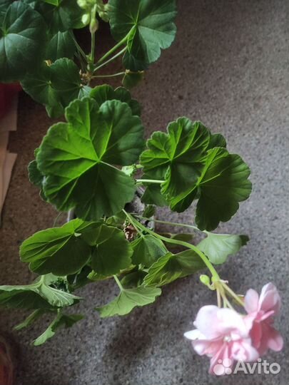 Гиппеаструм, пеларгонии, зефирентес