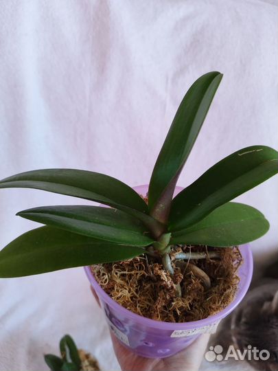 Орхидея Liu's Sakura KF