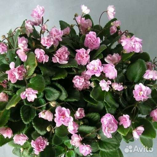 Фиалки-трейлеры