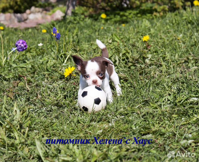 Очаровашки