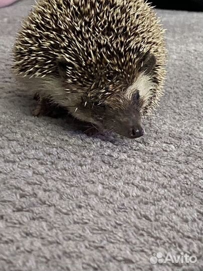 Африканский ежик