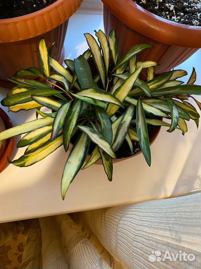 Хойя вайети триколор