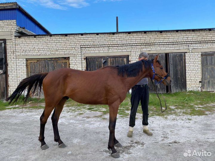 Лошадь тракененский жеребец