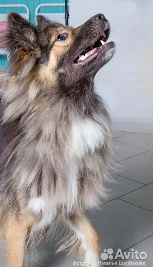 Кобель Грузин