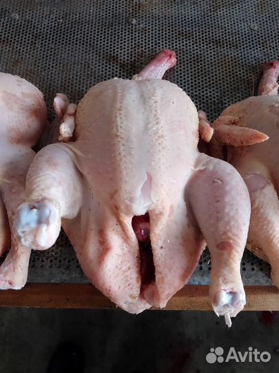 Бройлеры тушки мясо