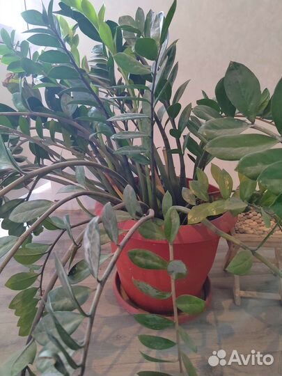 Замиокулькас