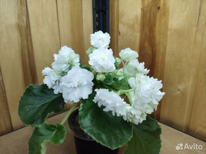 Сортовые фиалки