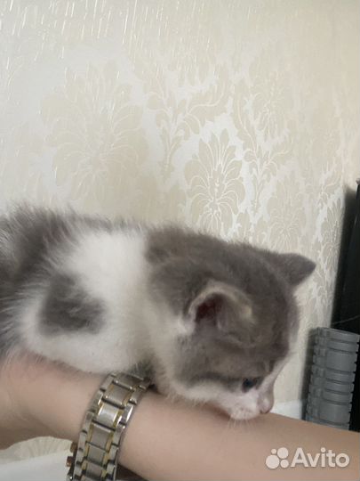 Кошки в добрые руки бесплатно
