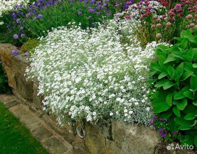 Церастиум почвопокровник