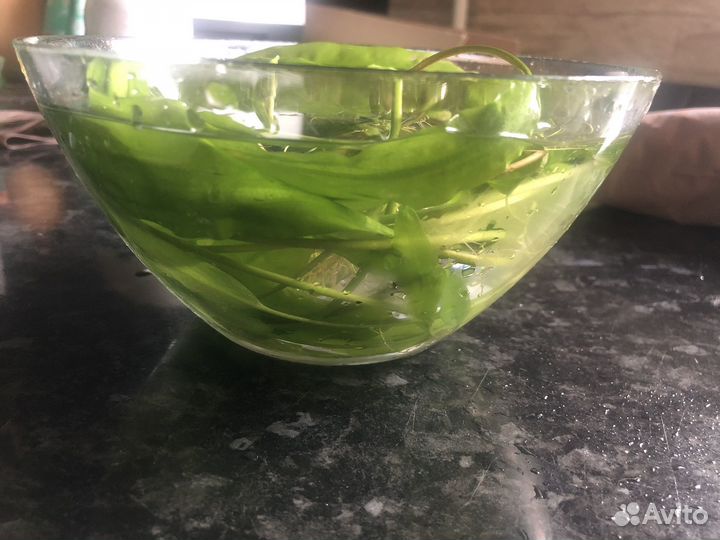 Аквариумное растение