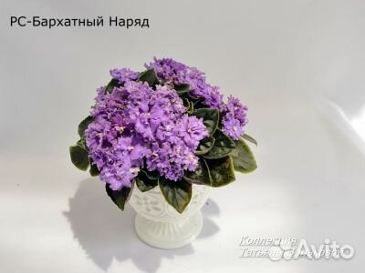 Мини фиалки, детки