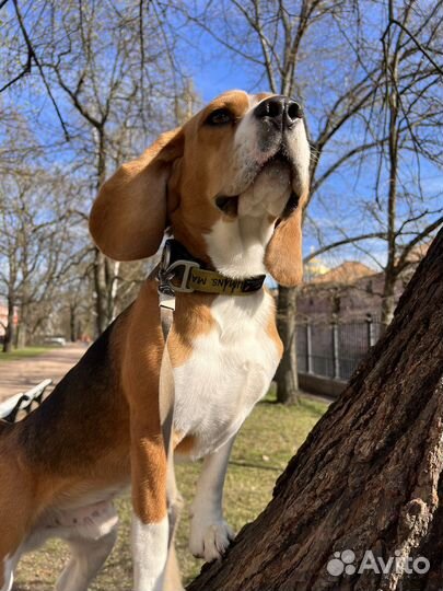 Вязка Бигль