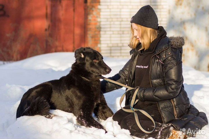 Собака в добрые руки