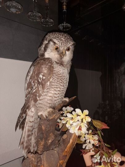 Чучело совы