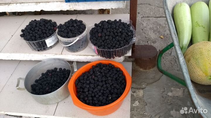 Ежевика Тонфри