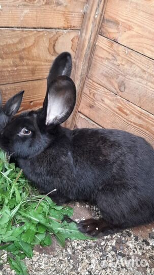 Кролики мясных пород великаны