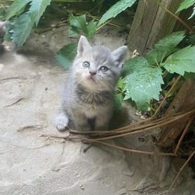 Котята в добрые руки бесплатно