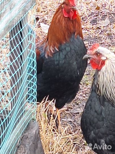 Молодые петухи