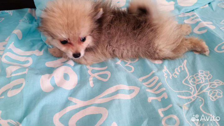 Померанский шпиц