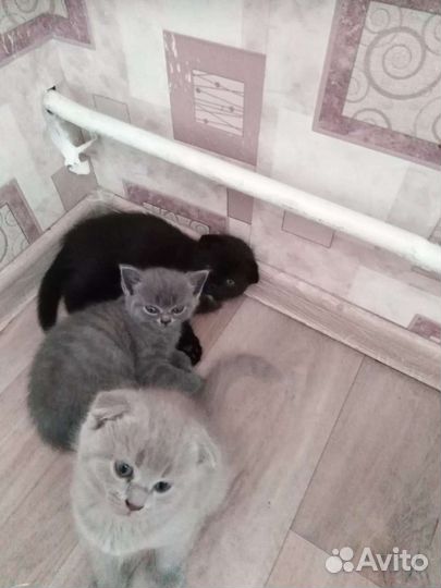 Шотландская,британец