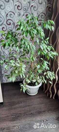 Бенджамина фикус