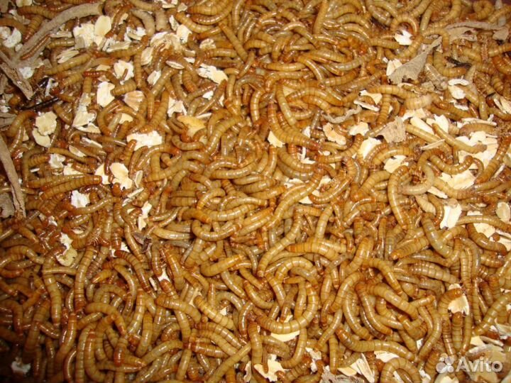 Живой корм для стрижей, рептилий