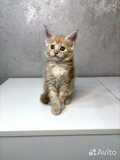 Котята мейн-кун
