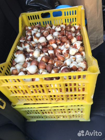 Тюльпаны луковицы