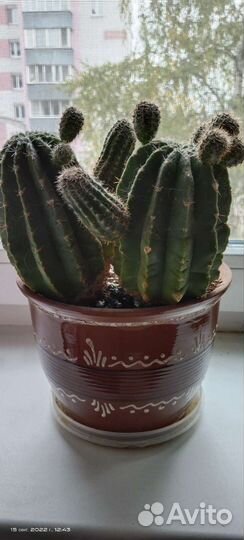 Кактус с детками в керамическом горшке