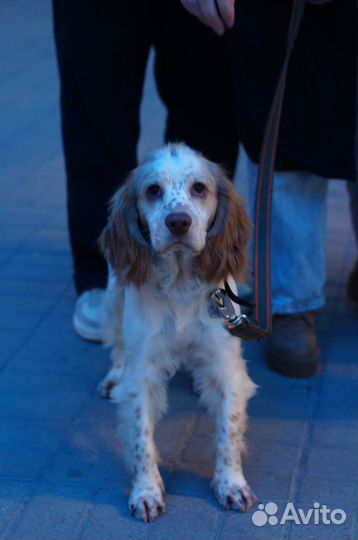 Вязка. Русский спаниель