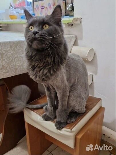 Стрижка собак и кошек