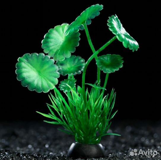 Набор аквариумных растений