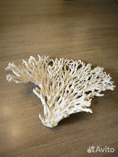 Коралл белый
