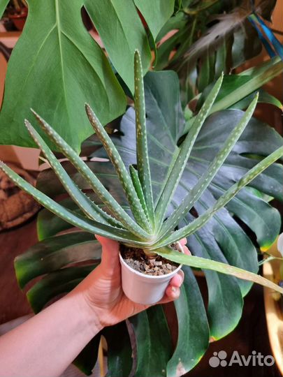 Суккулент Алоэ вера
