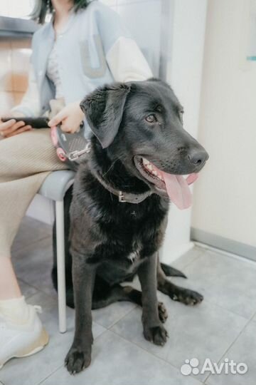 Стерилизация кошки или собаки