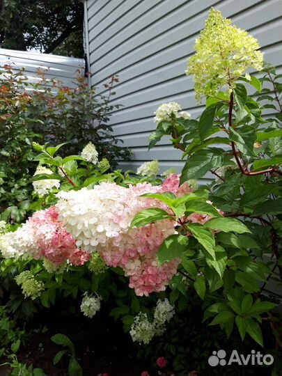 Гортензия метельчатая Vanille Fraise 2хлетний куст